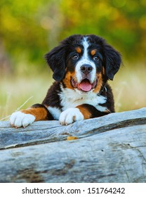 Bernese Mountain Dog Puppy resting on a tree out in nature
