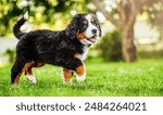 Bernese Mountain Dog puppy walking on the grass in the garden.