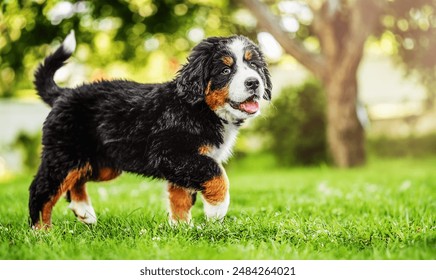 Bernese Mountain Dog puppy walking on the grass in the garden. - Powered by Shutterstock