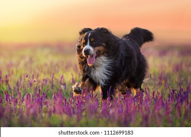 Bernese Mountain Dog Run In Violet Flowers Field At Sunset Light