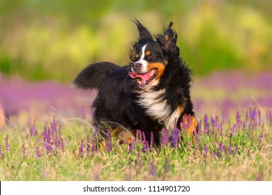 Bernese Mountain Dog Run In Violet Flowers Field