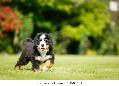 Bernese Mountain Dog Running