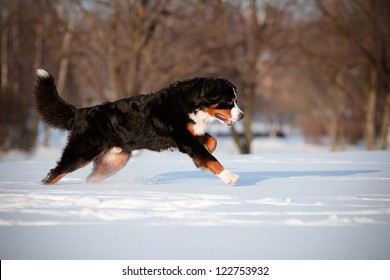 Bernese Mountain Dog Running In The Snow