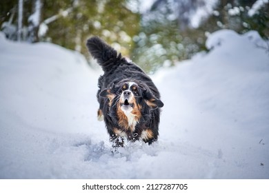 A Bernese Mountain Dog Running In The Snow 