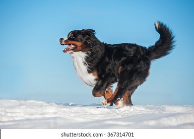 Bernese Mountain Dog Running In Winter