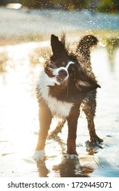 Bernese mountain dog shaking of water after swimming in sun traces on the sunset having fun.