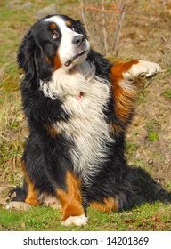  Bernese Mountain Dog Shame