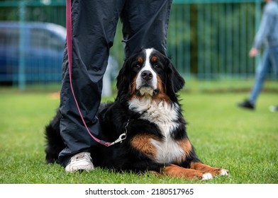 Bernese Mountain Dog Dog Show Park Stock Photo 2180517965 | Shutterstock