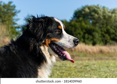 Bernese Mountain Dog Side Portrait With Tongue Out. Outdoors 