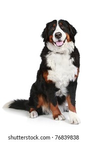 Bernese Mountain Dog Sits On White Background