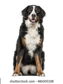 Bernese Mountain Dog sitting and panting, 2 years old, isolated on white