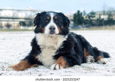 Bernese Mountain Dog Snow