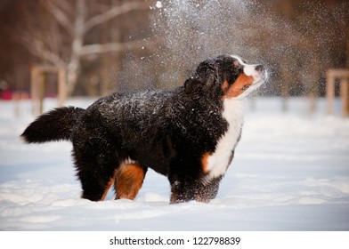 Bernese Mountain Dog In The Snow