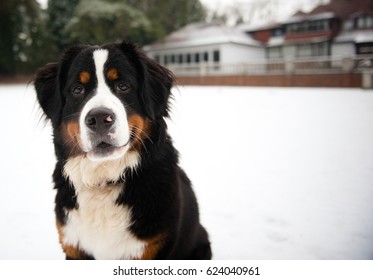 Bernese Mountain Dog In The Snow