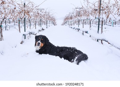 Bernese mountain dog in the snow in a vineyard