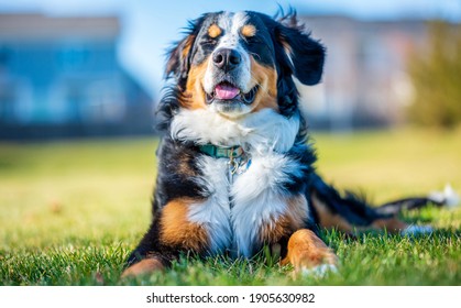 Bernese mountain dog squinting and smiling.