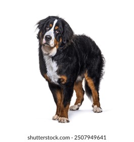 Bernese mountain dog standing on a white background looking away from the camera - Powered by Shutterstock