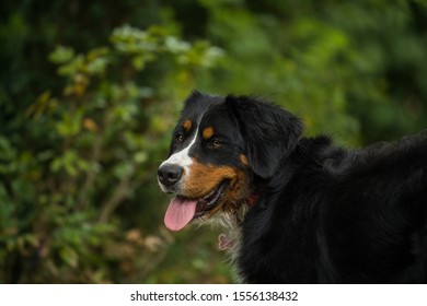 23 Berne se mountain dog standing Images, Stock Photos & Vectors ...