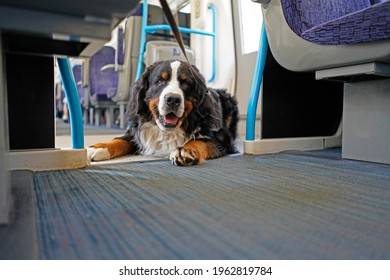 Bernese Mountain Dog Taking A Journey On The Train