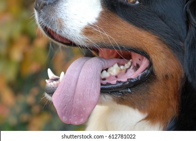 Bernese Mountain Dog Tongue