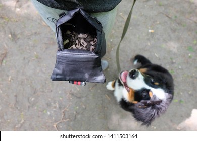 Bernese Mountain Dog Waiting For A Snack From A Dog Treat Bag