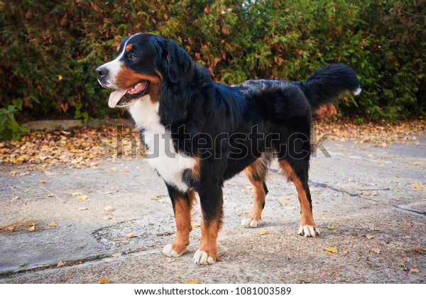 bernese mountain dog walking
