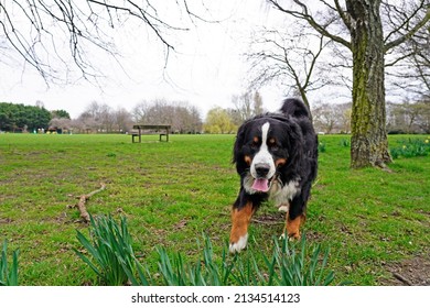 Bernese Mountain Dog Walking In The Park 