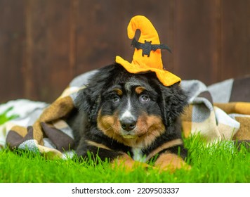 Bernese mountain dog wearing hat for halloween sits on green grass - Shutterstock ID 2209503337