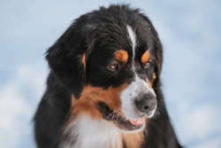 Bernese Mountain Dog In Winter In The Forest Against A Background Of Snow. Big Beautiful Dog