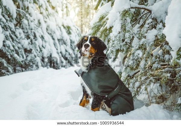 Bernese Mountain Dog Winter Snow Forest の写真素材 今すぐ編集