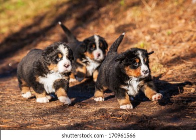 Bernese mountain puppies running in the park