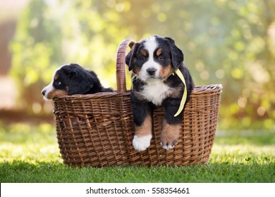 Royalty Free Bernese Mountain Dog Stock Images Photos Vectors