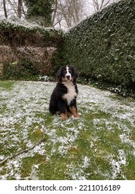 Bernese Mountain Puppy In The Snow
