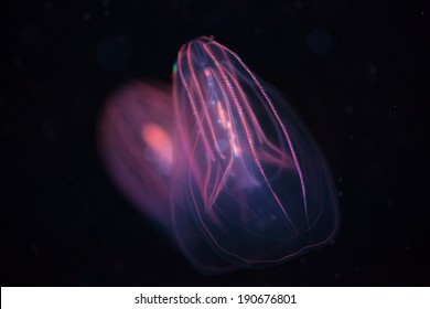 Beroe Spp - Comb Jellyfish