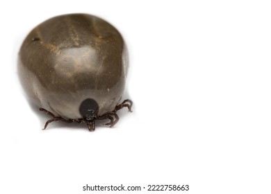 Beroliosis, Encephalitis Or Lyme Virus Infected Tick Insect Isolated On White Background, Soft Focus, Selective Focus