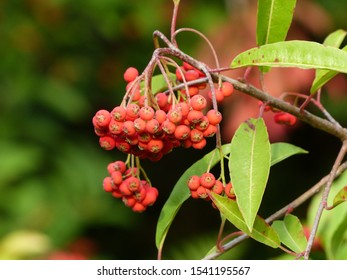 105 Chinese photinia Images, Stock Photos & Vectors | Shutterstock