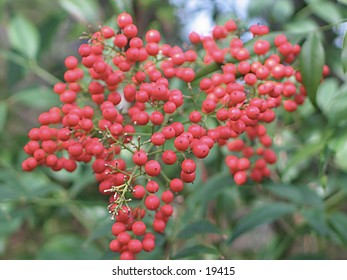 berries