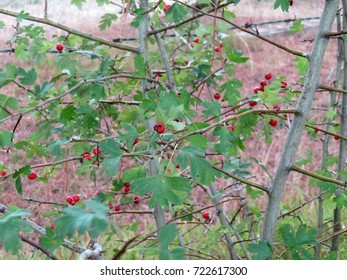 Berries