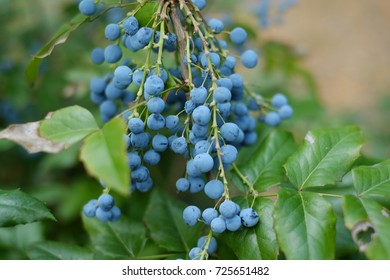  berries