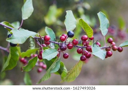 Berries of alder buckthorn (Frangula alnus). Branches of Frangula alnus with black and red berries. 