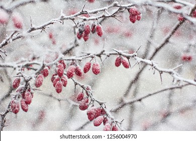 Berries of barberry. Barberry on the branch. Barberry in frost on branches. Winter background.