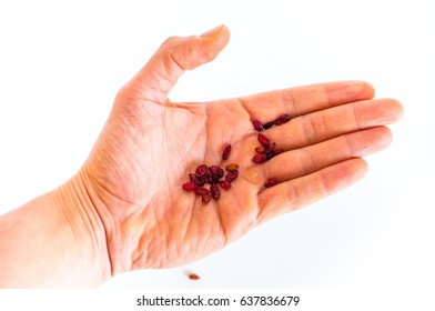 Berries Berberis vulgaris held in hand