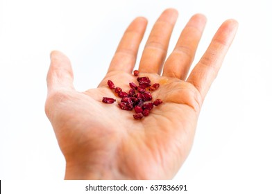 Berries Berberis vulgaris held in hand