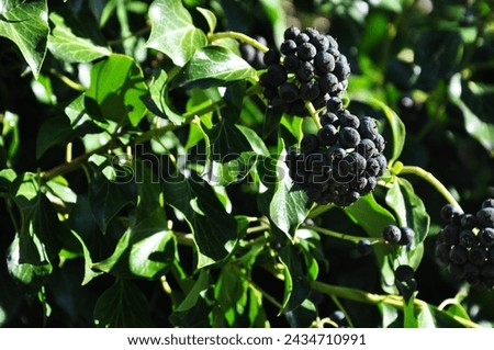 berries - green background - nature- health
