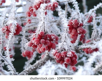 29,499 Frozen Winter Berries Images, Stock Photos & Vectors 