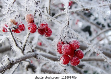 Berries in hoarfrost