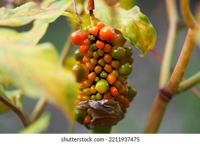 Berries Of Jack In The Pulpit Or Arisaema Serratum. Jack In The Pulpit With Poisonous Berries, Calcium Oxalate. Autumn Garden