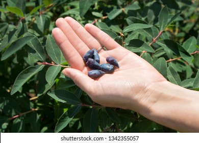 Berries Of Kamchatka Lie On A Woman's Hand Against The Green Leaves Of The Kamchatka Berries.