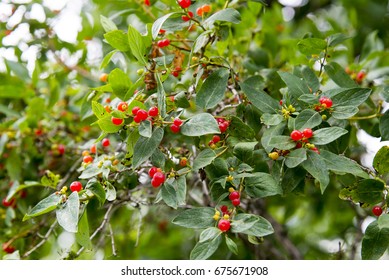 Berries on a tree