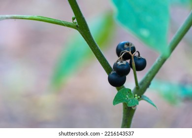 Berries Plant Nightshade Black Growth In Forest Close Up. Solanum Nigrum Weed Of Fruit Spherical Ripening On Lush Racemes. In Folk Medicine Used As Expectorant And Diuretic. Nightshade Bush In Autumn.